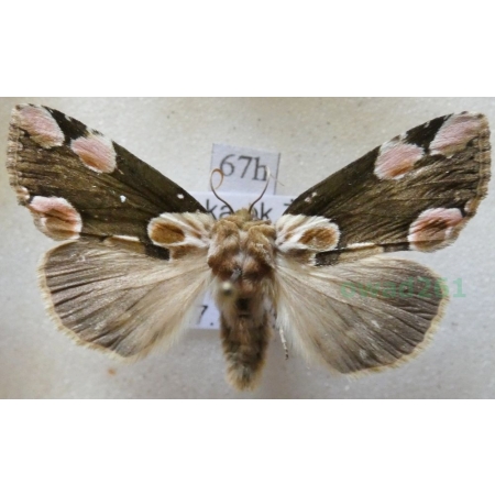 Thyatira batis (Linnaeus, 1758) Plamówka malinówka Poland67h